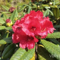 Rhododendron arboreum subsp. zeylanicum (Booth) Tagg